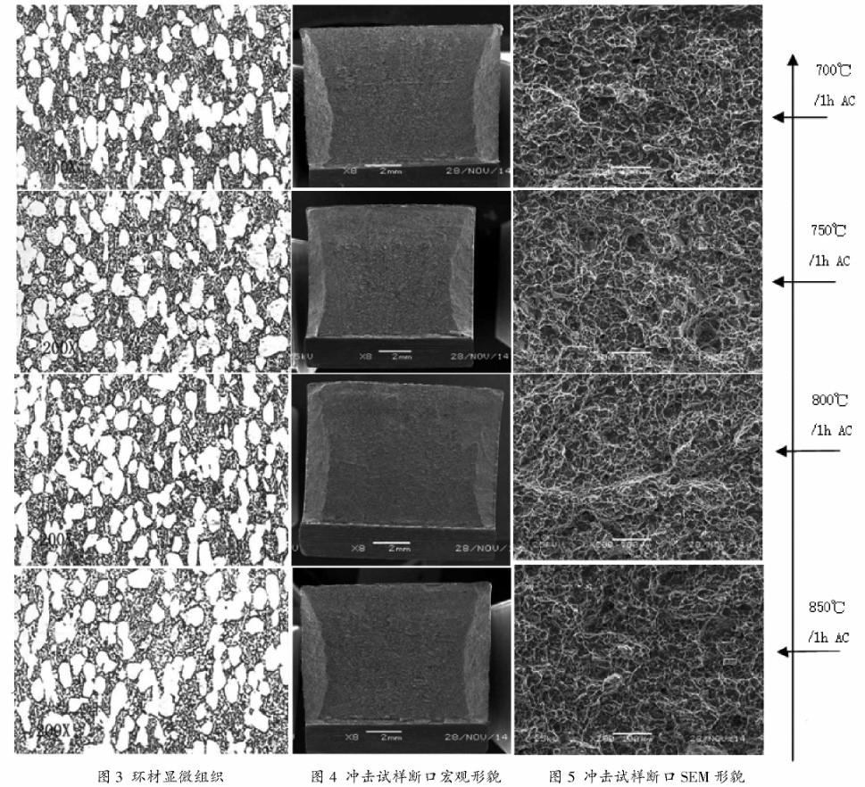 環(huán)材顯微組織 環(huán)材顯微組織